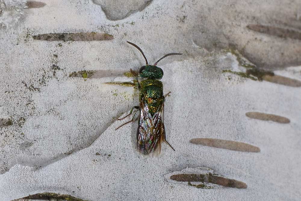 Chrysididae autunnale.